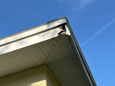 Seamless aluminum gutter install in Lutz, FL — May 2025